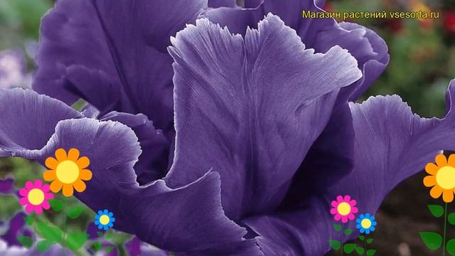 Тюльпан попугайный Блю Пэррот. Краткий обзор, описание характеристик Blue Parrot смотреть онлайн