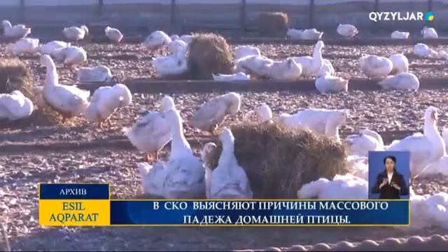 В СКО ВЫЯСНЯЮТ ПРИЧИНЫ МАССОВОГО ПАДЕЖА ДОМАШНЕЙ ПТИЦЫ смотреть онлайн