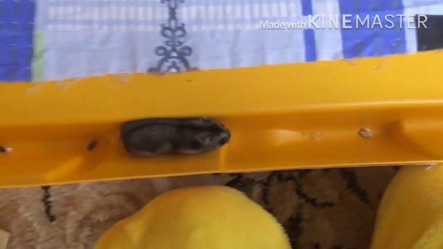Игровая зона для хомяка смотреть онлайн