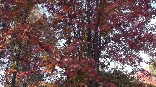 Осень в парке Семпионе 1 ноября 2015 смотреть онлайн