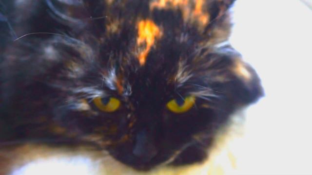 Кошка лежит и отдыхает на балконе смотреть онлайн