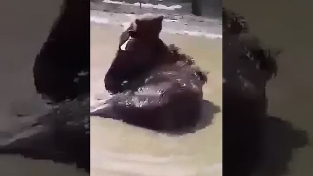 Лось жертва медведя смотреть онлайн