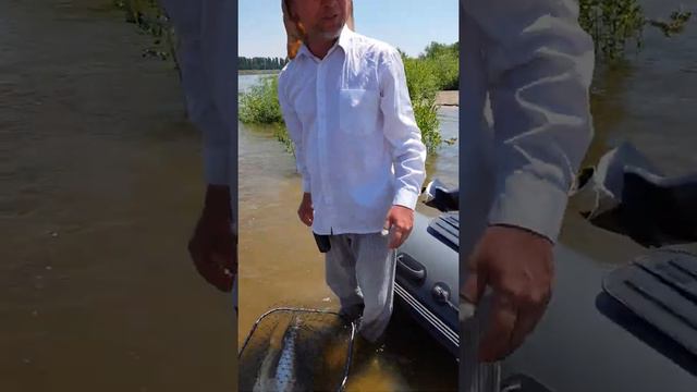 Ахтуба рыбалка 2018 смотреть онлайн