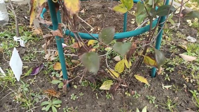 Обрезка клематисов, готовим укрытие к зиме смотреть онлайн