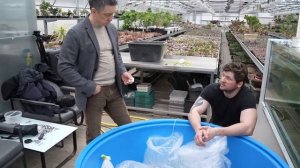 Запускаем карпа кои в большой аквариум. Карпы кои