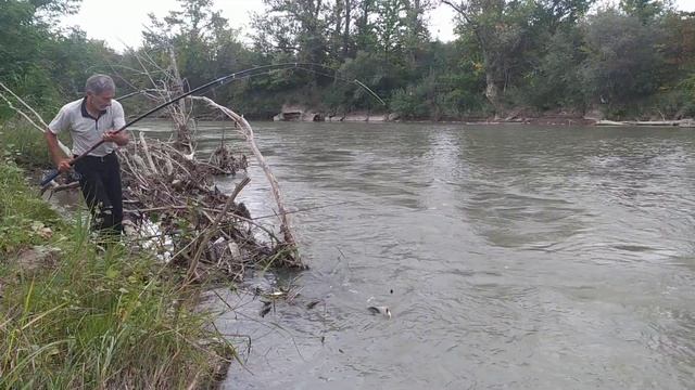 бешеный клёв на Сома, на реке Сунжа в Грозном смотреть онлайн