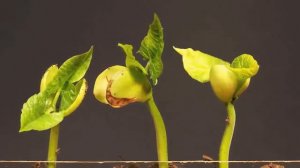 Как растут растения?