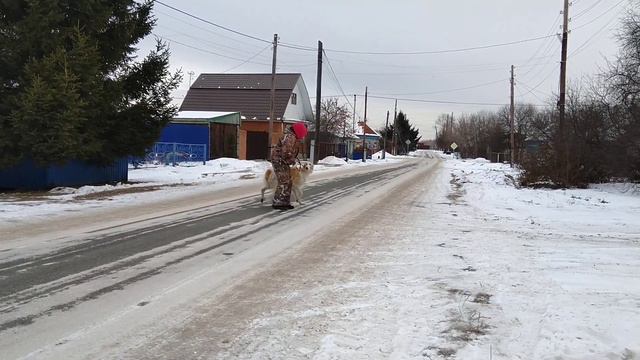 Русская Псовая Борзая кобель продажа Тюмень смотреть онлайн