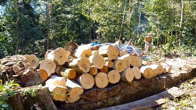 Развитие экопоселения. Расчистка территории, дойка коровы.. смотреть онлайн