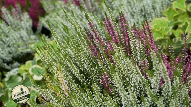 Floritutorial: la Calluna! смотреть онлайн