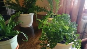 Мои папоротники. Подкормка по листу.