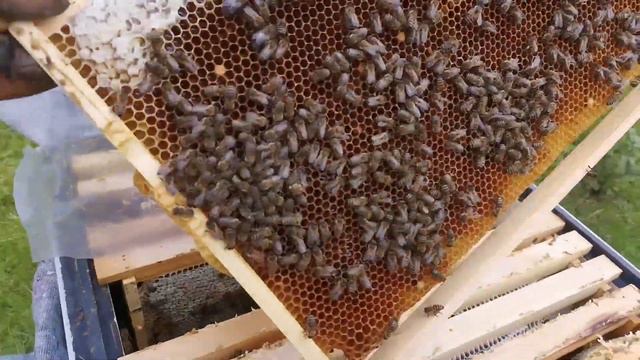 Матку в улье не обнаружили, что делать? Пчелы июль месяц . Будни начинающего пчеловода. смотреть онлайн