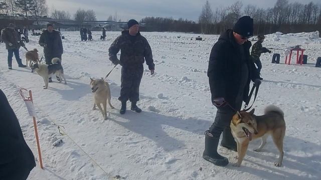 99 ярославская областная выставка! Западно-Сибирская лайка/Кобели старшая возрастная группа! смотреть онлайн