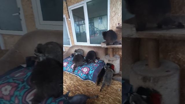 #ямыилюша #енотики #животные #помощьбездомнымживотным #анапа смотреть онлайн