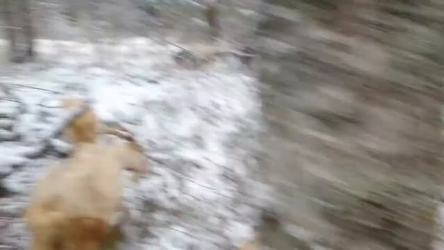 Витамины для коз зимой и значение для козлят смотреть онлайн