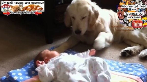 Собаки и кошки, защищающие младенцев * Hunder og katter som beskytter babyer