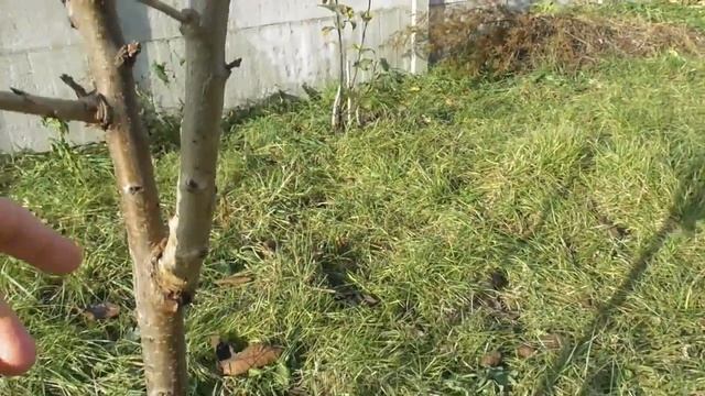 Результат весенней обрезки черешни осенью - от и до. Мой опыт смотреть онлайн