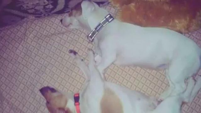 Копия видео спящие и не только (Created with @Magisto) смотреть онлайн