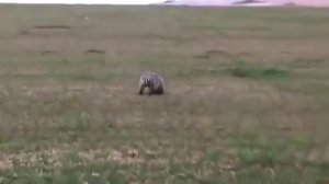 Ловля барсука Прикольно