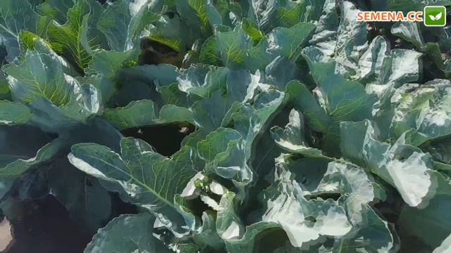 Рауль F1 цвітна капуста (Hazera) Культура в полі смотреть онлайн