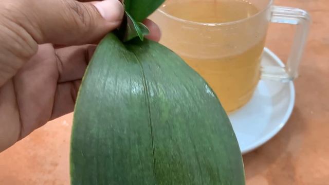 Magical tips to help dying orchids quickly take root and revive смотреть онлайн