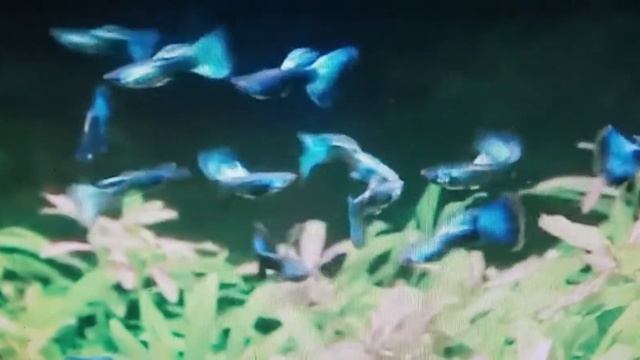 гуппи синий металлик (poecilia reticulatalik смотреть онлайн