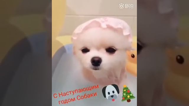 Очень милые собачки правда смотреть онлайн