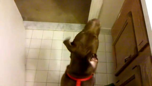 Pitbull vs Siamese cat.... lol смотреть онлайн