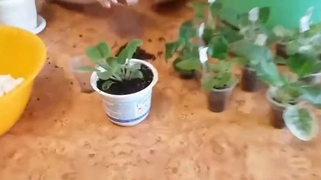 Пересадка деток фиалок в больший горшочек. Плановая пересадка фиалок. смотреть онлайн