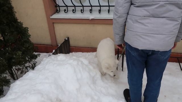 VLOG Умка укусил Алису. День с моим папой смотреть онлайн