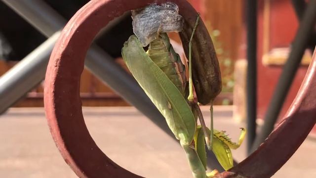 Богомол,откладывание яиц