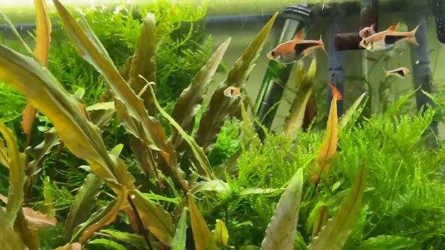How to get rid of Green String or Thread Algae смотреть онлайн