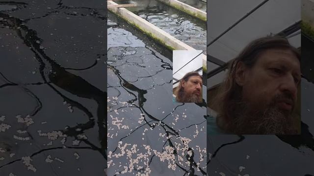 Итоги кормления СПЕЦИАЛЬНЫМ для карпов Кои кормом BODAPRO? смотреть онлайн