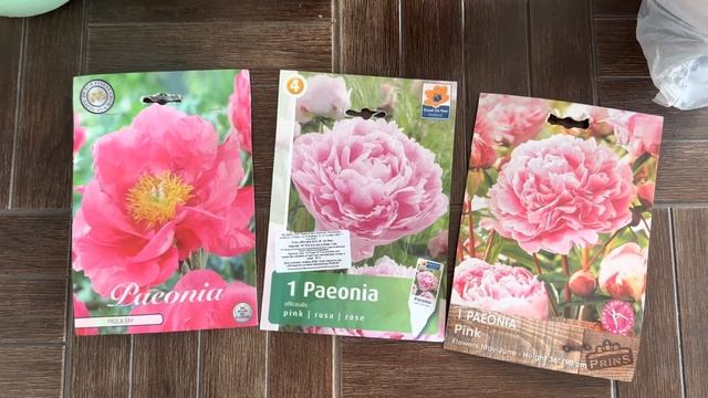 Почему не цветут пионы . Ответы на ваши вопросы на канале Любимый сад у Татьяны. #пионы смотреть онлайн