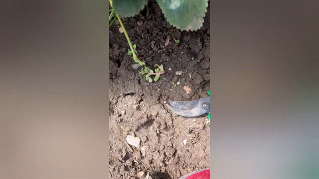 Работа в цветнике и огороде. смотреть онлайн