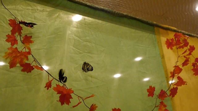 Тропические бабочки смотреть онлайн