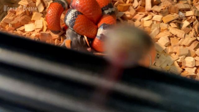 Купила змее новый корм. Молочная змея Лигейя долго душит и кушает мышь бегунка.