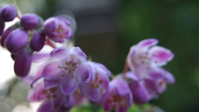 Żylistek Strawberry Fields - Deutzia Strawberry Fields смотреть онлайн