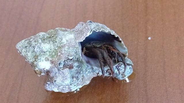 Адриатический краб в ракушке. Краб отшельник смотреть онлайн