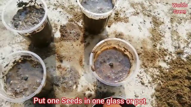 How To Grow Mirabilis Jalapa From Seed | 4 O'Clock Mirabilis Jalapa Grow from Seeds смотреть онлайн