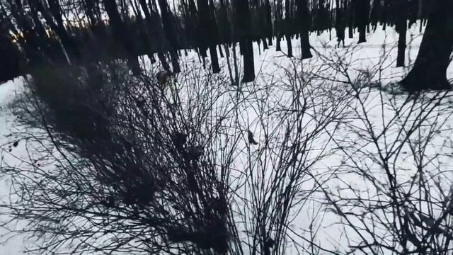 VID 20230319 011835 Поэзия 1922 (Б. Пастернак)...Павел Васильев Лахтинский смотреть онлайн