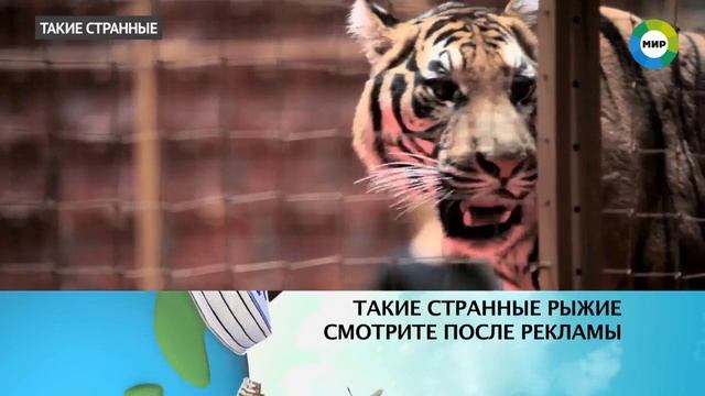 Тайна рыжих людей / МИР24