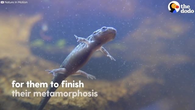 The Extraordinary Life Cycle Of A Salamander | The Dodo смотреть онлайн