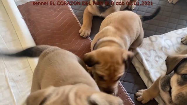 Щенки питомника кадебо Эл Коразон дел Мар лит. Б др. 02.01.2021 (г.Анапа) смотреть онлайн