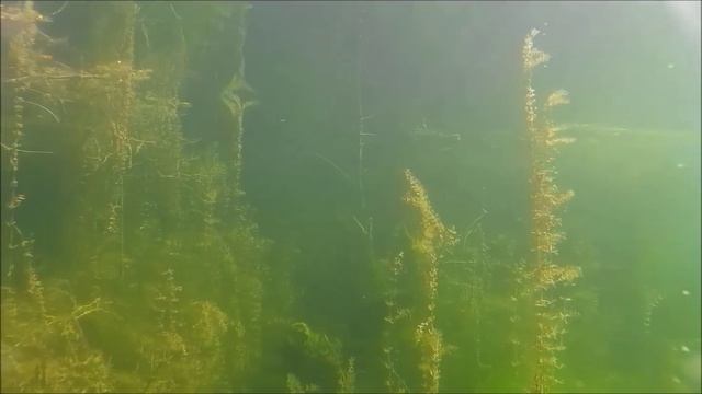 Ловля окуня на живца и подводные сьемки. The perch fishing on live bait and underwater filming смотреть онлайн