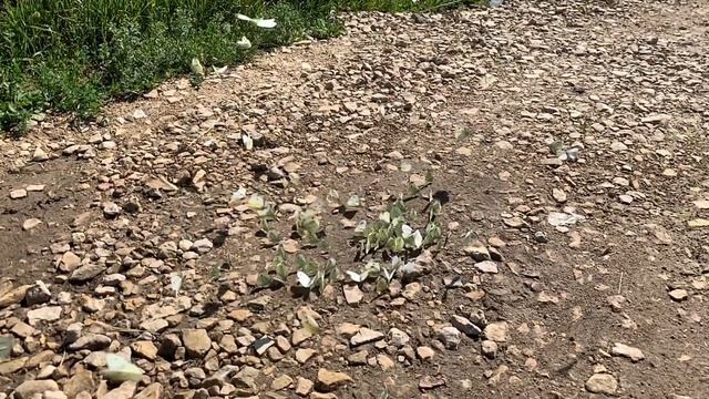 Изумительный полёт бабочек Лето Цветы Луга смотреть онлайн