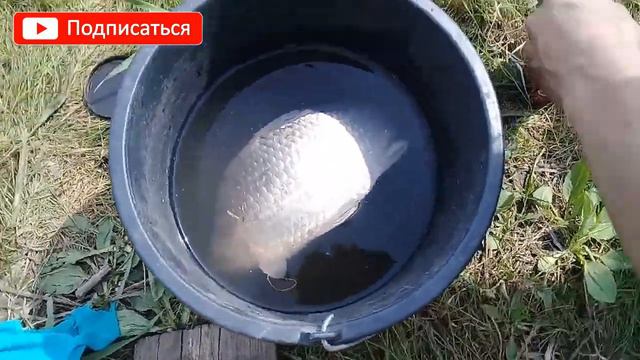 Первая поклевка удалась. Рыбалка на Иртыше. смотреть онлайн