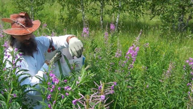 СВАРУХА-SVARUXA сбор Иван-Чая как это делаем мы часть 5. смотреть онлайн