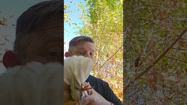 #short #голуби #usa  Мальчик/ девочка?