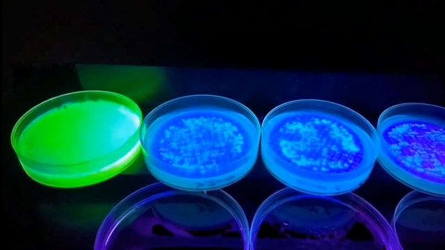 Pseudomonas Aeruginosa Identification And Laboratory Diagnosis (English) - Medical Microbiology